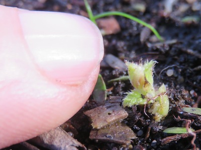 oooh... aaaah soooo cute ! an acorn send up a signal