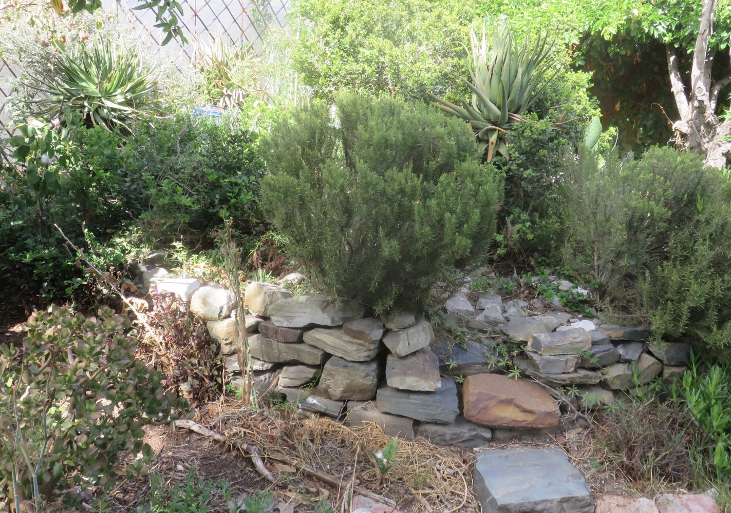 And this is the worst example of all. A large area of the garden surrounded by a dry wall and raised above the rest. Even olives have died here.