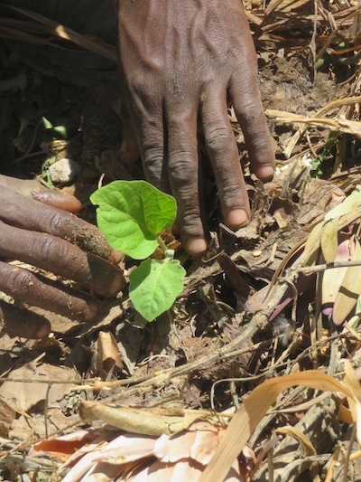 I get to know that Moyo has a wonderful touch with plants