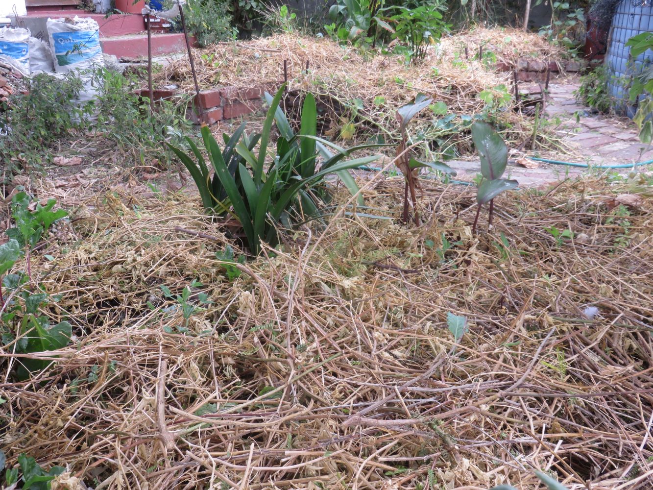 This is not straw, but dried creepers. It does a great job of deterring snails.