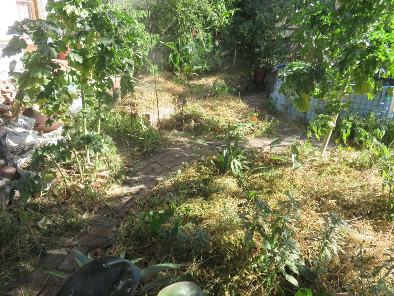 Straw makes a good cover, but many other organic materials and plant waste will do a good job.