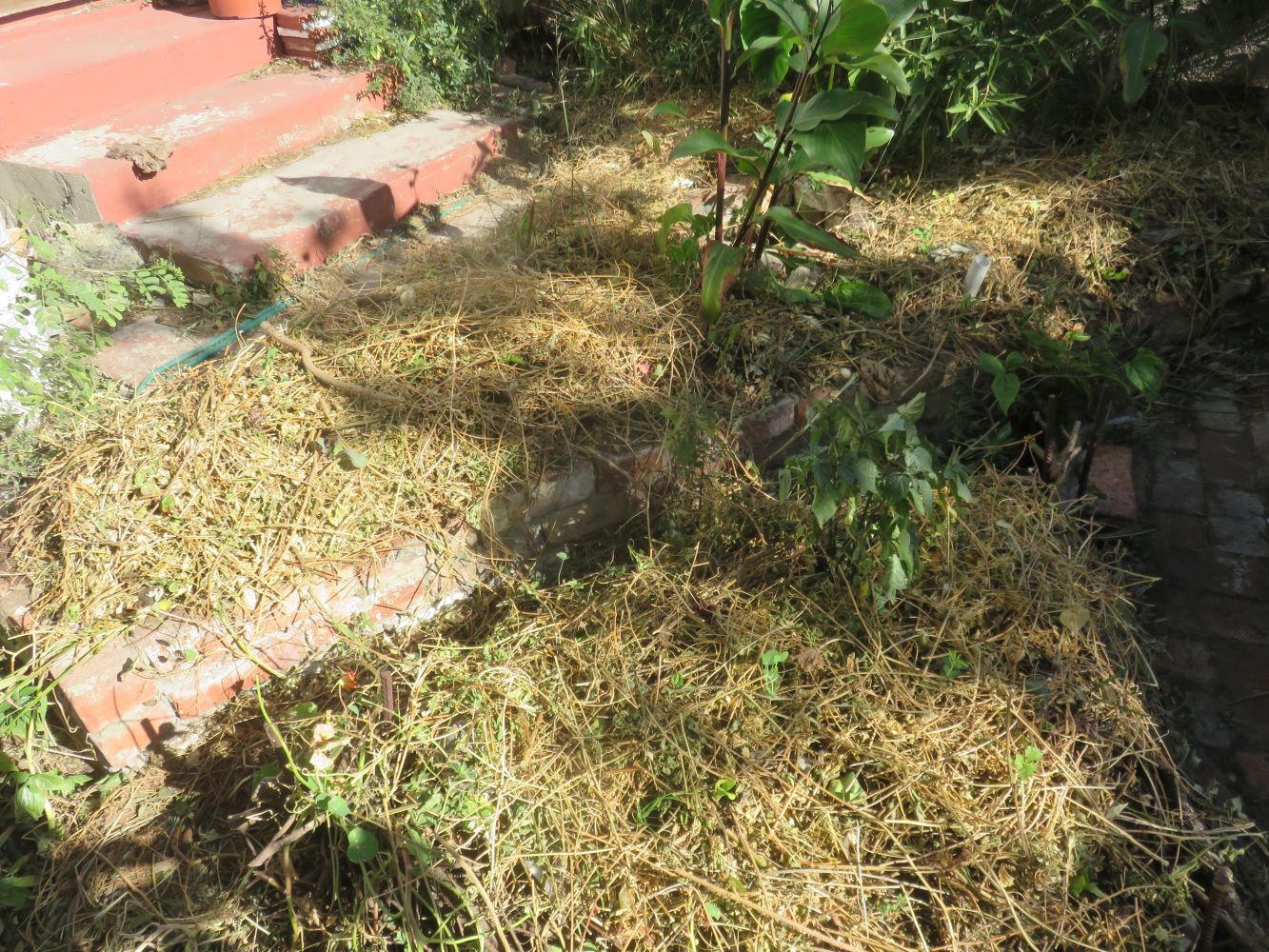 Only a tiny sprinkling of water in the morning is needed to keep the seedlings going.