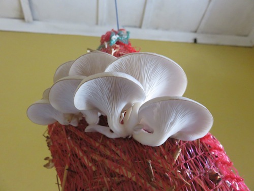 Oyster mushrooms ripe for harvesting, growing on straw