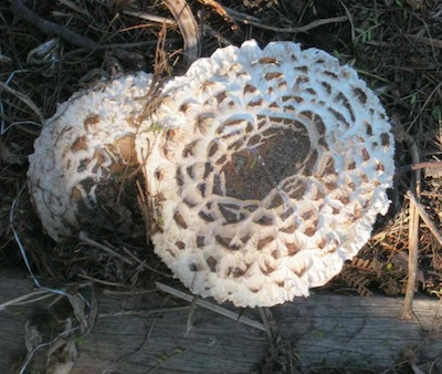 mushroom mycelium in soil provides nutrient democracy