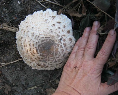 rejoice in mushrooms, they show your soil lives