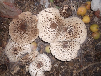 Our wild garden mushroom which grows where it will