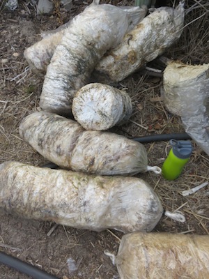 bags of dense mycelium