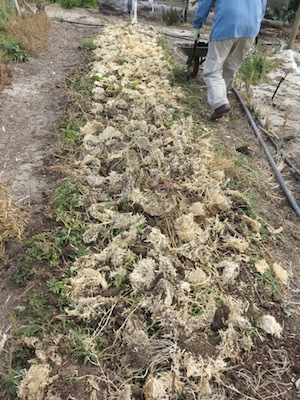 the bed covered with mycelium