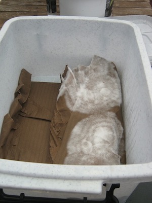 a week later, mycelial threads expand across the cardboard