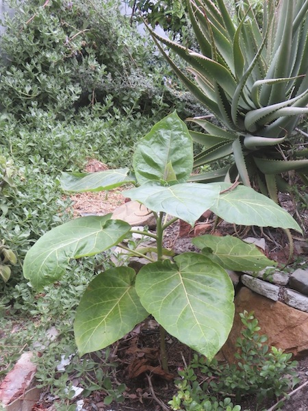 Rhus (spice), Tamarillo (fruit), Tetragonia (greens), Salvia (cooking and medicinal herb), aloe (medicinal)