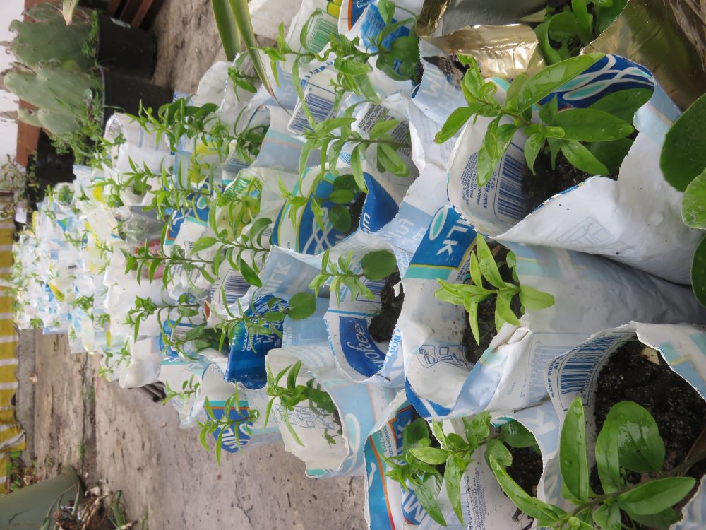 native fruit tree nursery