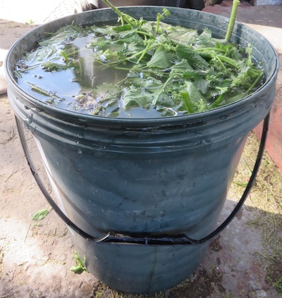 nettle beer for feeding the soil and plants