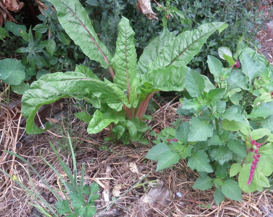 close to the pale forked twig, eight inches from a large untouched two year old chard plant
