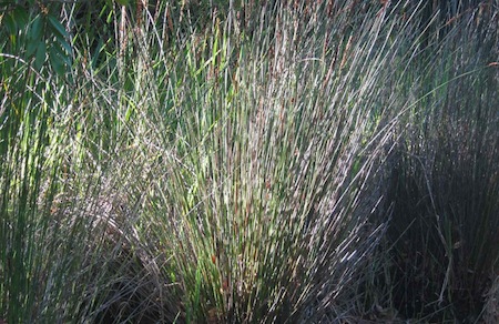 Restios, the dominant in Fynbos are quite gorgeous