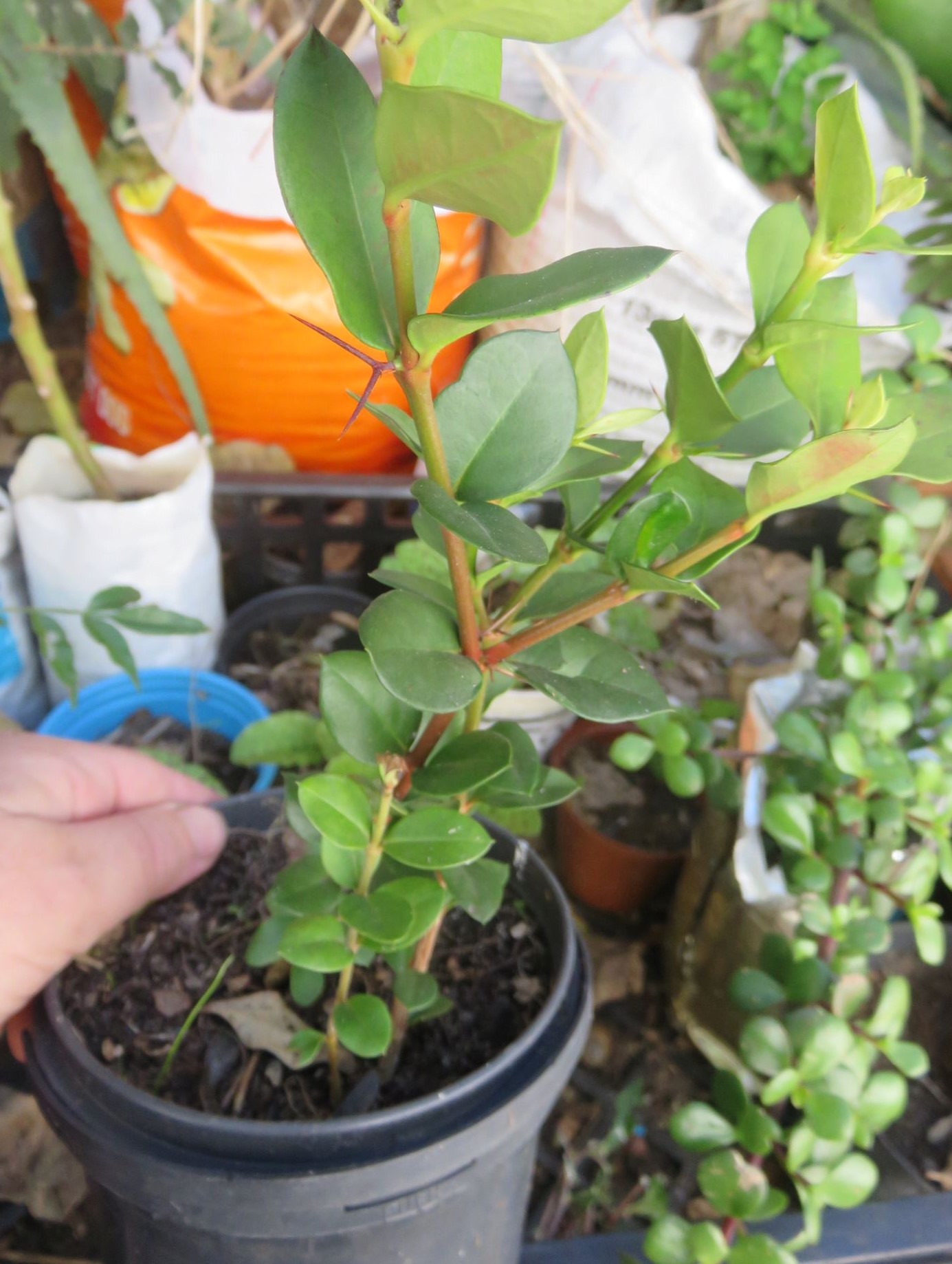 This seedling was enormous. I never planted it out and it shrank back and died.