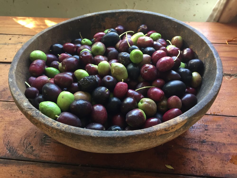 olive harvest