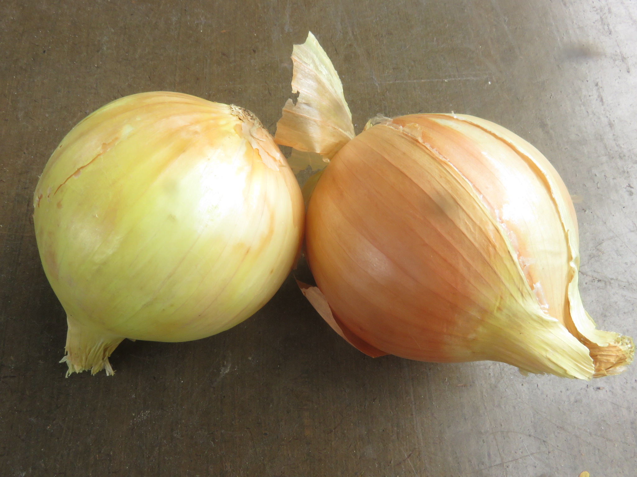 onion family