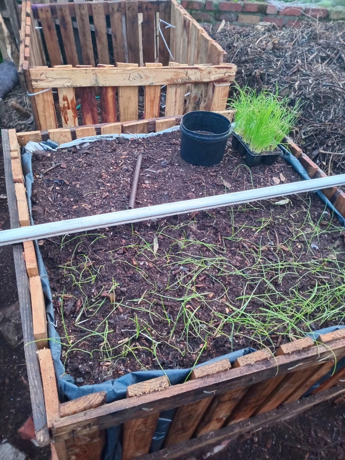 onionplantinginprocess.jpeg