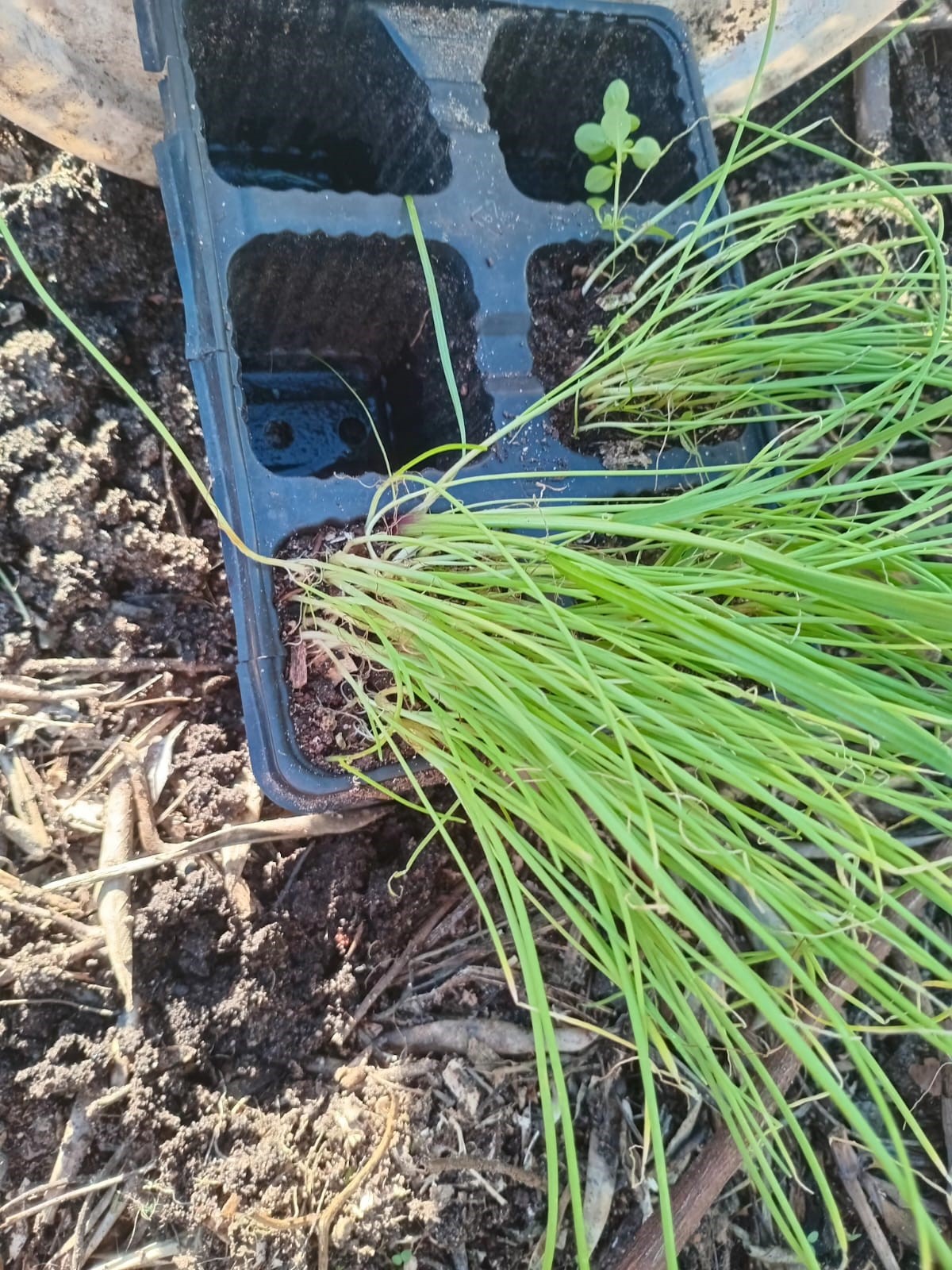 onionstarts.jpeg