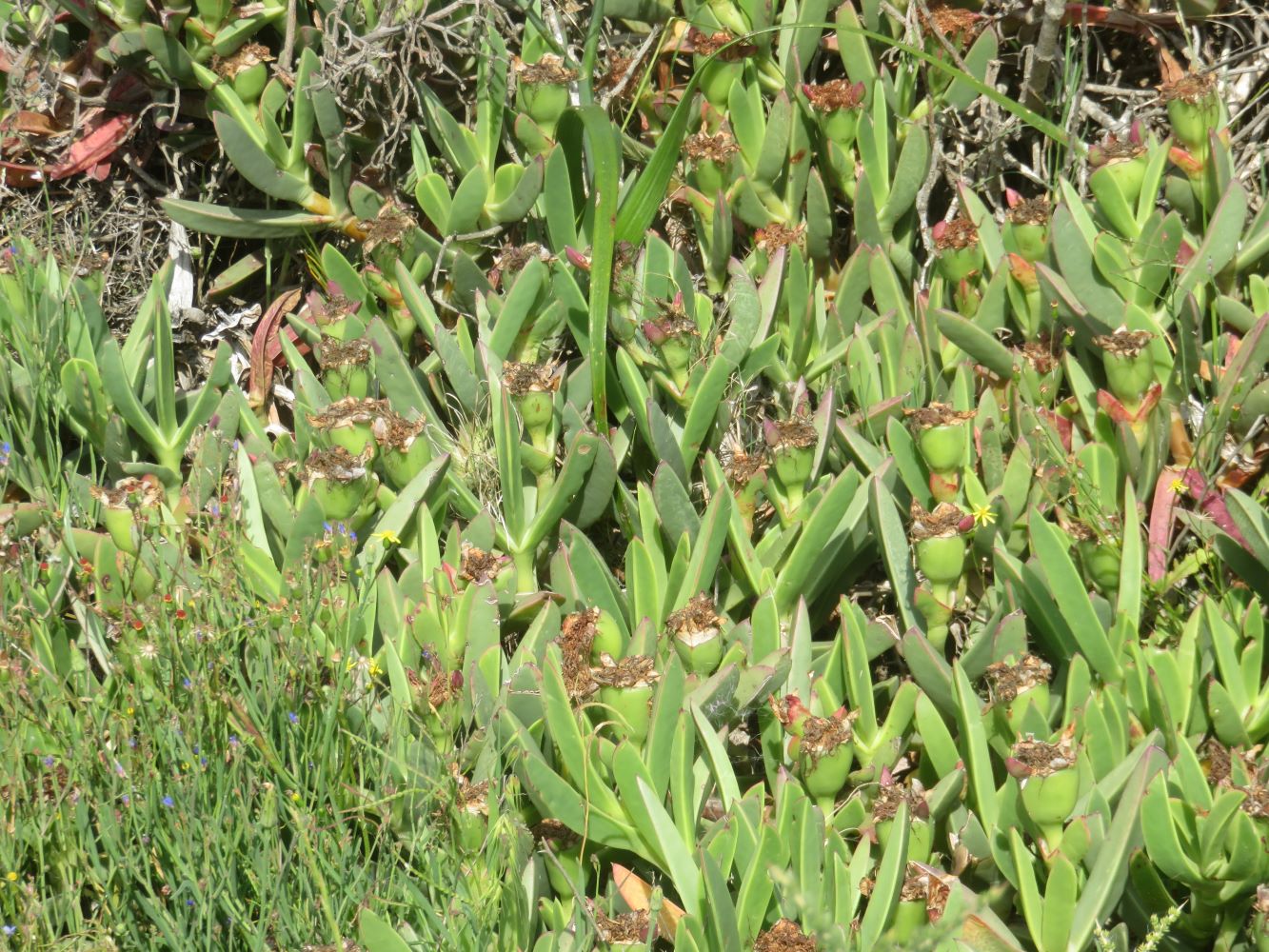 Carpobrotus: Oodles of green fruit that will ripen to delight animals and humans with their slimy, slurpy, salty, seedy hearts.