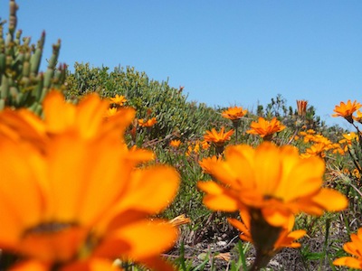 nature, the best at natural garden design. A Cape sand dune