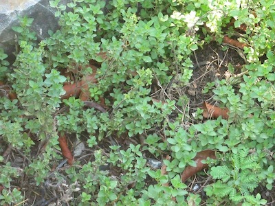 oregano lasts and lasts with a yearly compost dressing