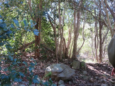 looking out of the pocket forest from the inside