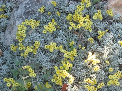 drought tolerant plants with paper flowers and tiny wind dispersed seed