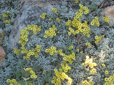 a thin dry skin of soil around some boulders is enough for this lovely Helichrysum