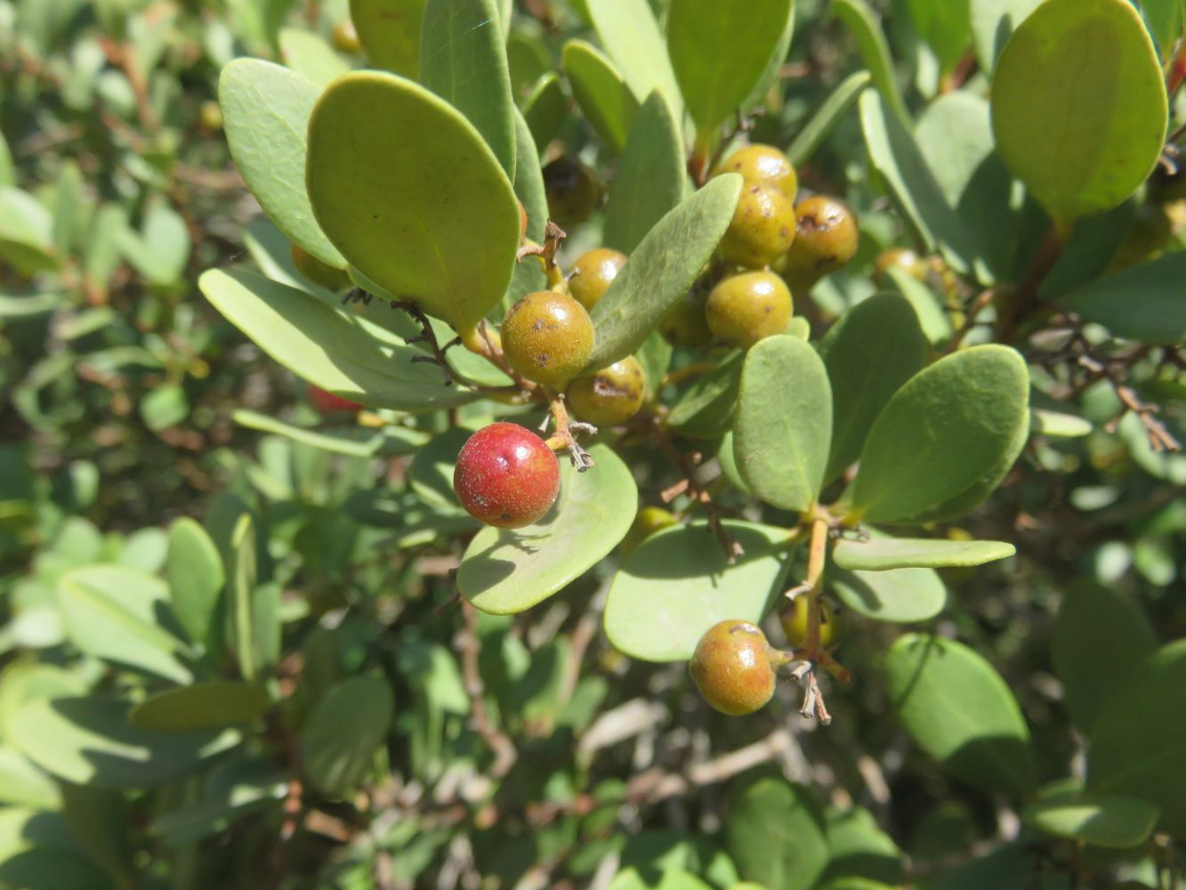 This tree bears female reproductive parts, including fruit. These are typically seen in a range of colors as they ripen.