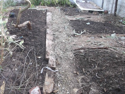 compost mulch on beds, olive branches on paths