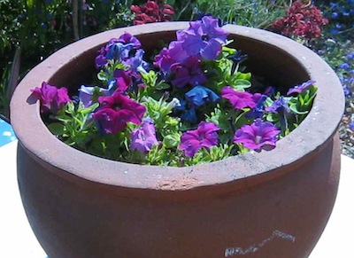 potted Petunias