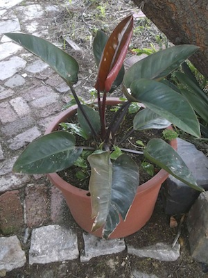 A Caribbean philodendron thrives under a thorn tree in Africa