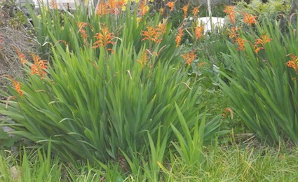 Chasmanthe floribunda, rooi afrikaner