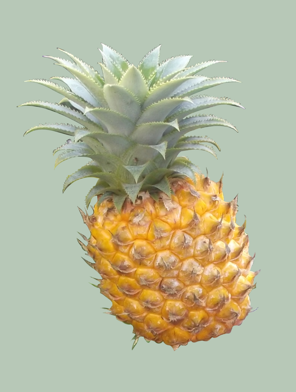 Garden Q&A: How do I know when to harvest pineapple?