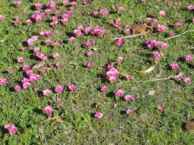 random patterning mediated by the vegetative growth from an underground rhizome, clumping the plants