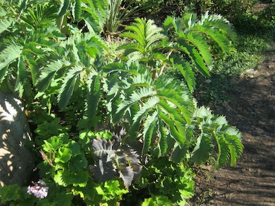 some of the beautiful native plants in Mediterranean gardening climes