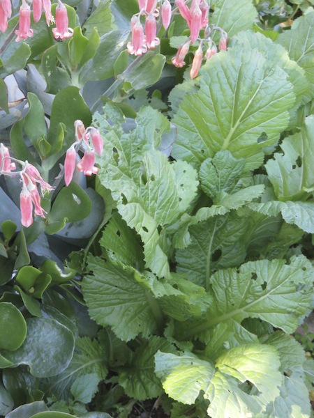 medicinal plants with lovely flowers interplanted with delicious mustard greens