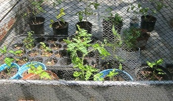 our trailer doubles as a nursery with bird net protection