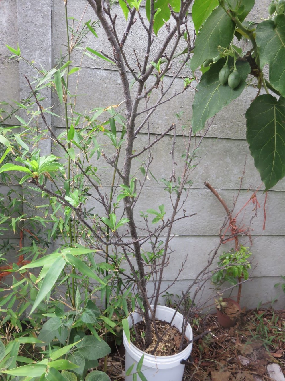 Some two meter long plum truncheons. Most of them put out leaves. However, I do not know if they have rooted.