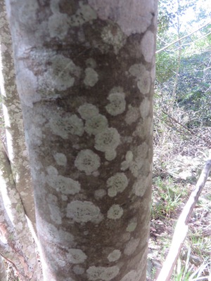 Lichens on also take hold on tree bark