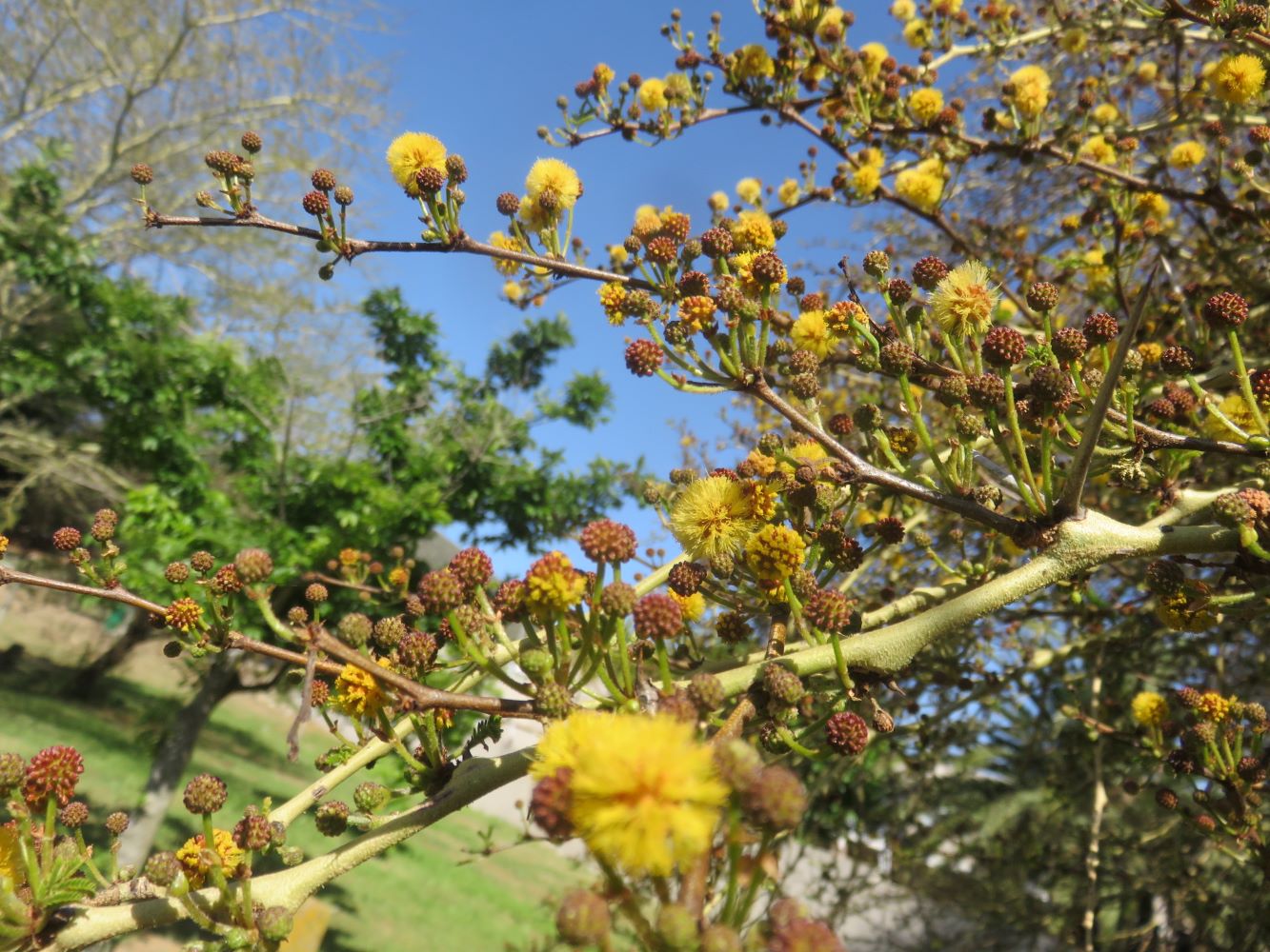 A thorn tree, this one is a green barked fever tree