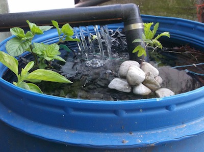 setting up the aquaponic system and planting mint