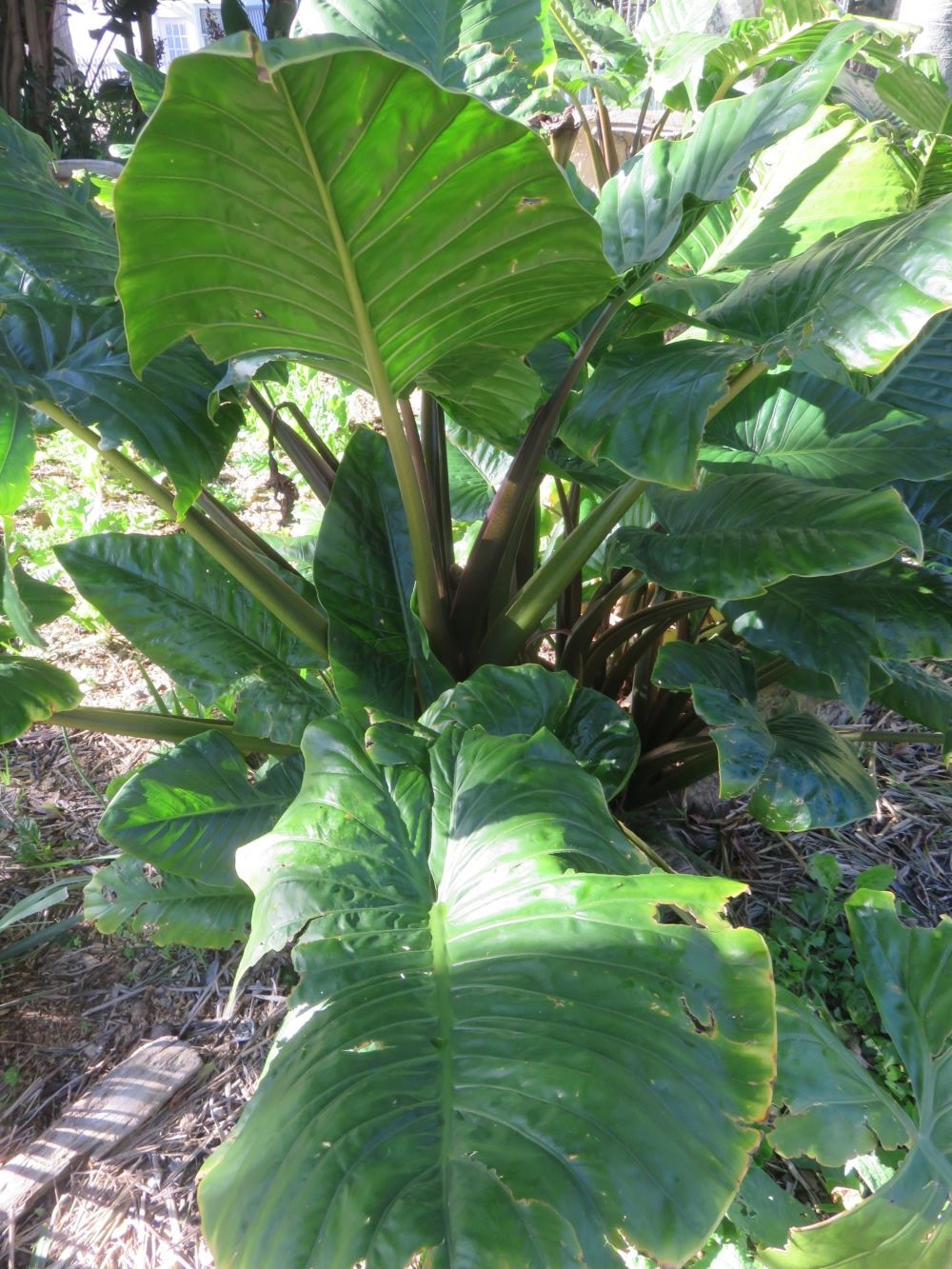 Possibly a Xanthosoma spp, known as 'new' coocyam, growing at Soil for Life in Constantia.