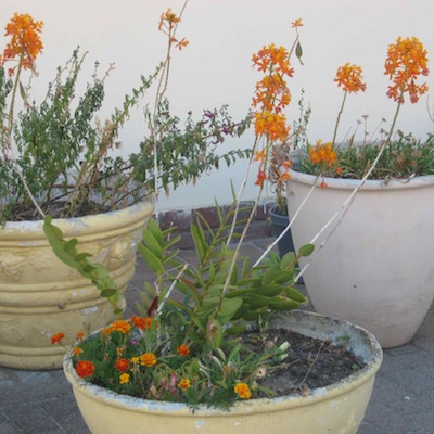 a common garden orchid, flowers abundantly in the conditions of scarcity in a garden pot