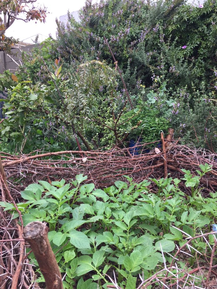 potatoes and fynbos