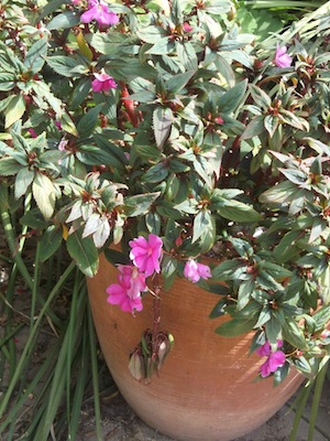 This bizzi lizzy bush is many times the size of the pot and covered with flower buds
