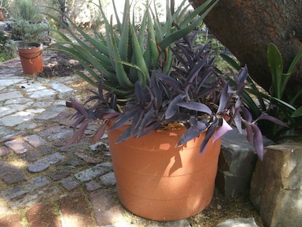 The second plant pot with aloe and wandering jew