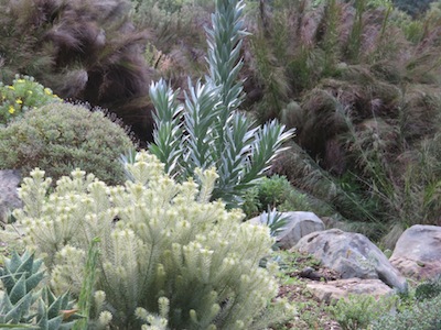 how to conserve water by changing to Fynbos colours