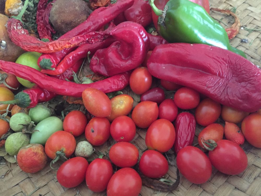 a red summer harvest